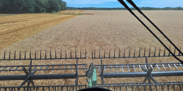 Markets React to Bearish USDA Reports: A Closer Look at Corn, Wheat, and Soybean Futures