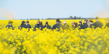 ABS Reveals Australia’s Top Production Areas for Wheat, Barley, and Canola: Key Insights for Farmers