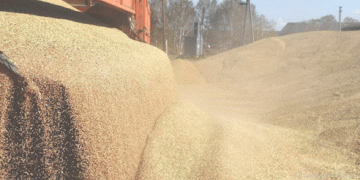 BRICS Countries Back Russia’s Initiative to Establish Grain Exchange