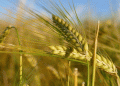 Surge in Barley Feed Prices in Kazakhstan: Market Trends and Implications