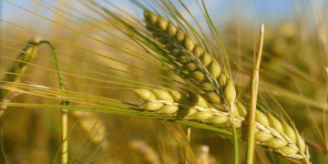Surge in Barley Feed Prices in Kazakhstan: Market Trends and Implications
