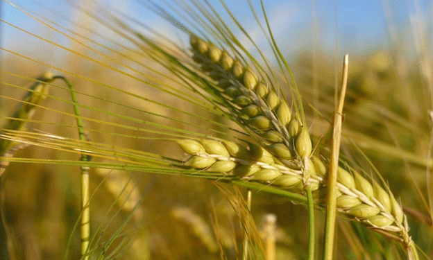 Surge in Barley Feed Prices in Kazakhstan: Market Trends and Implications