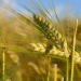 Surge in Barley Feed Prices in Kazakhstan: Market Trends and Implications