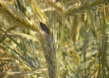 Ergot of cereals