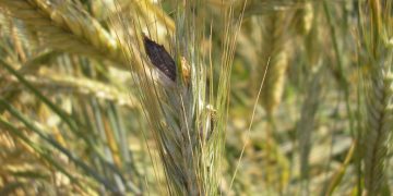 Ergot of cereals