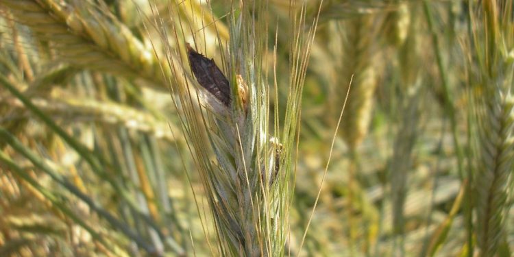 Ergot of cereals