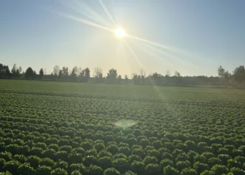 Minister McConalogue Announces Continuation of Balancing Payments for ACRES 2023 Participants