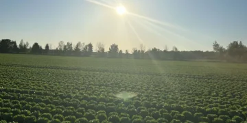 Minister McConalogue Announces Continuation of Balancing Payments for ACRES 2023 Participants