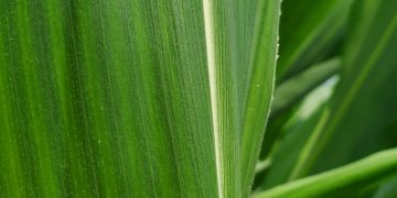 Corn Pests to Watch for Over the Next Month