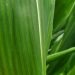 Corn Pests to Watch for Over the Next Month