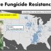 Managing Corn Diseases and Fungicide Resistance: Current Insights and Practices