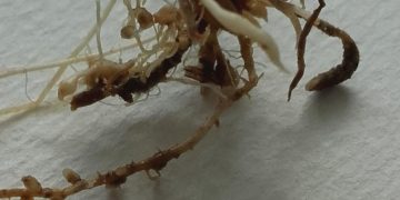 Meloidogyne graminicola: a major threat to rice agriculture (part I)