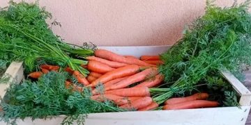 Sicilian Organic Carrots Turnover Increases by 25 Percent
