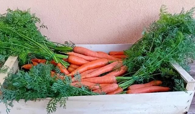 Sicilian Organic Carrots Turnover Increases by 25 Percent