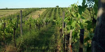 Totschnig Sets Incentives to Strengthen Organic Farming in Austria