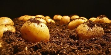 Innovations in Potato Farming: From Automation to Sustainability