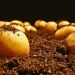Innovations in Potato Farming: From Automation to Sustainability