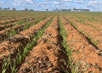Feedgrain Values in South-Eastern Australia Bolstered by Grazier Demand