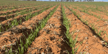 Feedgrain Values in South-Eastern Australia Bolstered by Grazier Demand