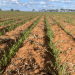 Feedgrain Values in South-Eastern Australia Bolstered by Grazier Demand