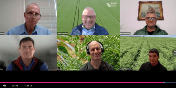 Australia’s Chickpea Crop Set for a Record Year: Strategies for Managing Ascochyta Blight