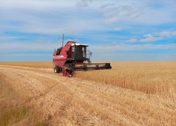 Early Harvest in Kalmykia Due to Heatwave and Drought Challenges