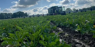 Global Grain Market Updates: Wheat and Rapeseed Prices Rise