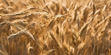 Nitrogen fertiliser adjustment calculator for cereals and oilseeds