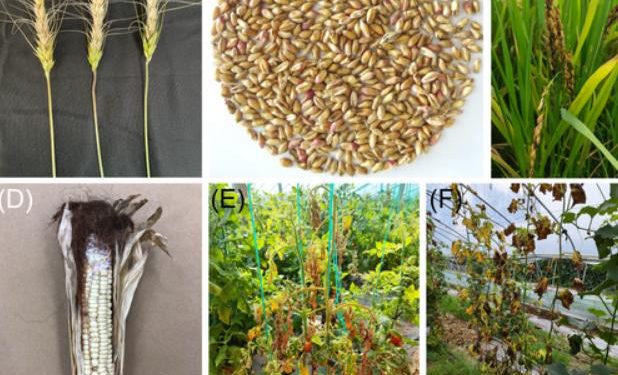 Fusarium mycotoxins: the major food contaminants
