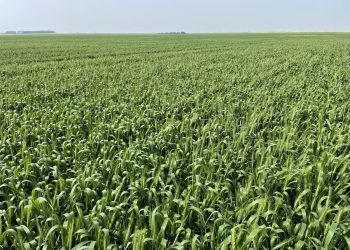 Optimism Returns to Canadian Prairies as Weather Conditions Improve