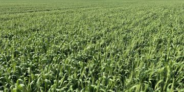 Optimism Returns to Canadian Prairies as Weather Conditions Improve