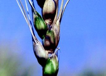 Fusarium graminearum on cereal crops