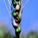 Fusarium graminearum on cereal crops