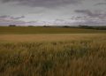 Celebrating World Soil Conservation Day: Best Practices for Sustainable Soil Management