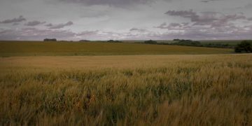 Celebrating World Soil Conservation Day: Best Practices for Sustainable Soil Management