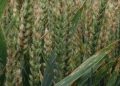 High risk of fusarium infection after wet weather