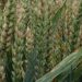 High risk of fusarium infection after wet weather