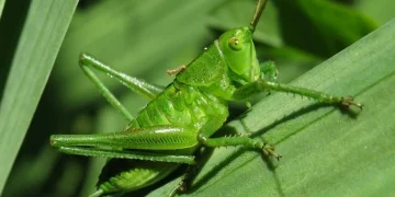 Grasshoppers and Mormon Crickets Threaten Western U.S. Agriculture: A $318 Million Crisis