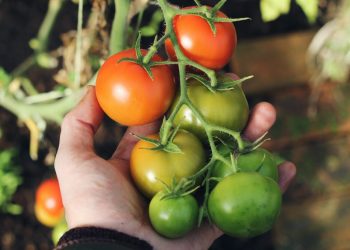Black Tomatoes: The New Frontier for Sustainable and Profitable Greenhouse Farming