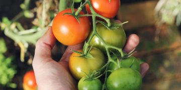 Black Tomatoes: The New Frontier for Sustainable and Profitable Greenhouse Farming