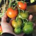 Black Tomatoes: The New Frontier for Sustainable and Profitable Greenhouse Farming