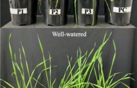 Microbial inoculants improved wheat drought tolerance