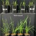Microbial inoculants improved wheat drought tolerance