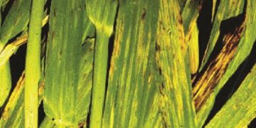 Control of cereal mosaic viruses