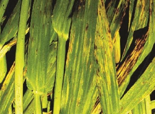 Control of cereal mosaic viruses