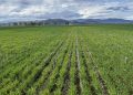Feedgrain Focus: Nearby Values Firm Despite Patchy Rain