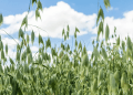 OATSPO: Fostering Innovation and Growth in Western Australia’s Oat Industry