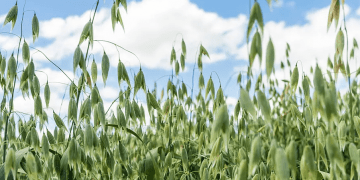OATSPO: Fostering Innovation and Growth in Western Australia’s Oat Industry