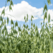 OATSPO: Fostering Innovation and Growth in Western Australia’s Oat Industry