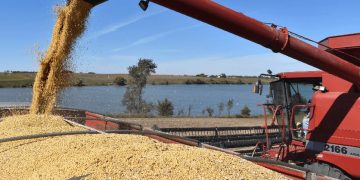 Global Food Price Index Stable Despite Vegetable Oil Surge